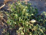 Solanum nitidibaccatum