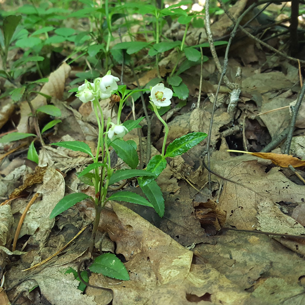 Изображение особи Chimaphila japonica.