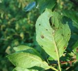 Image of taxon representative. Author is Вадим Рыбаков