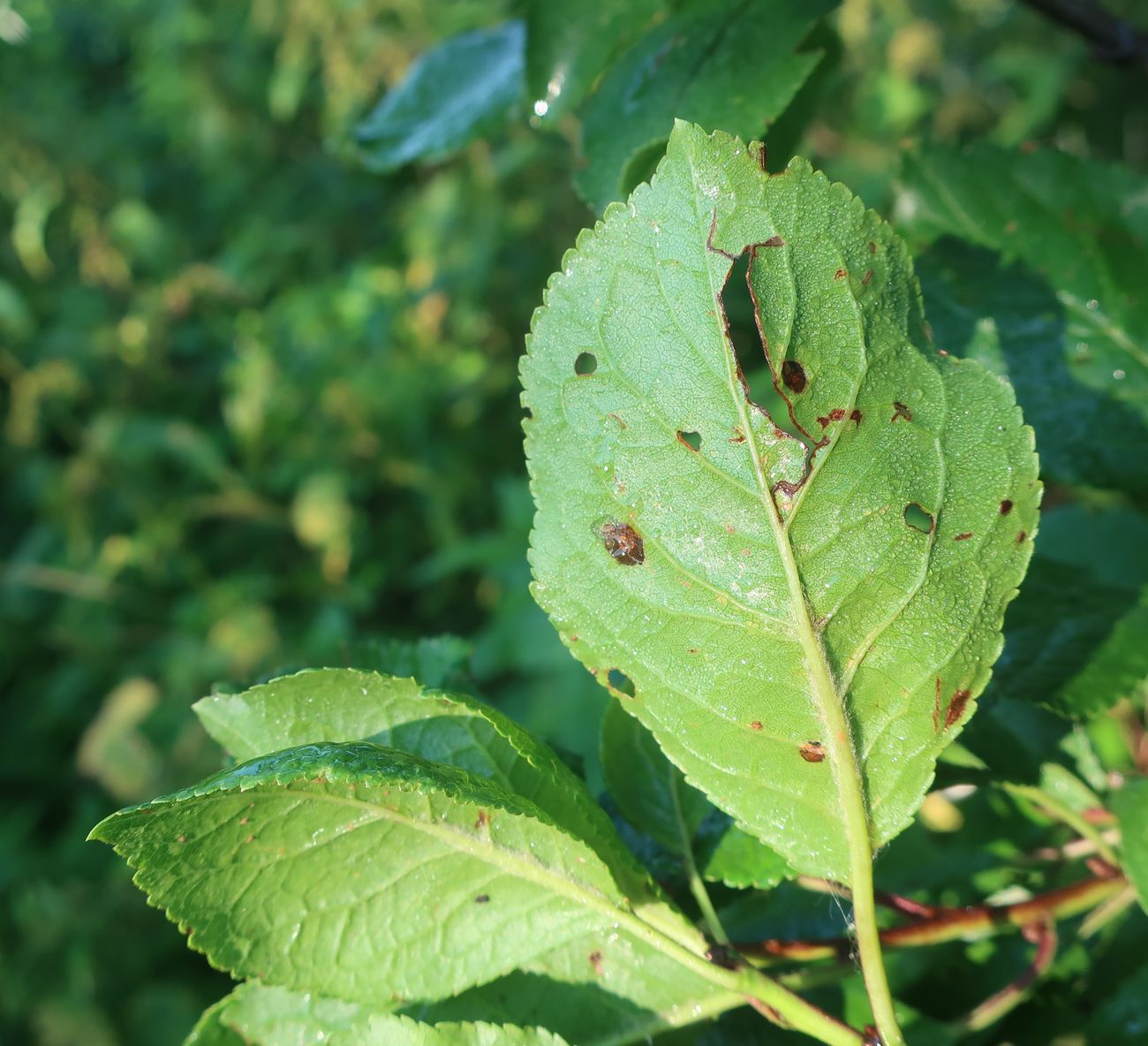 Изображение особи Prunus insititia.