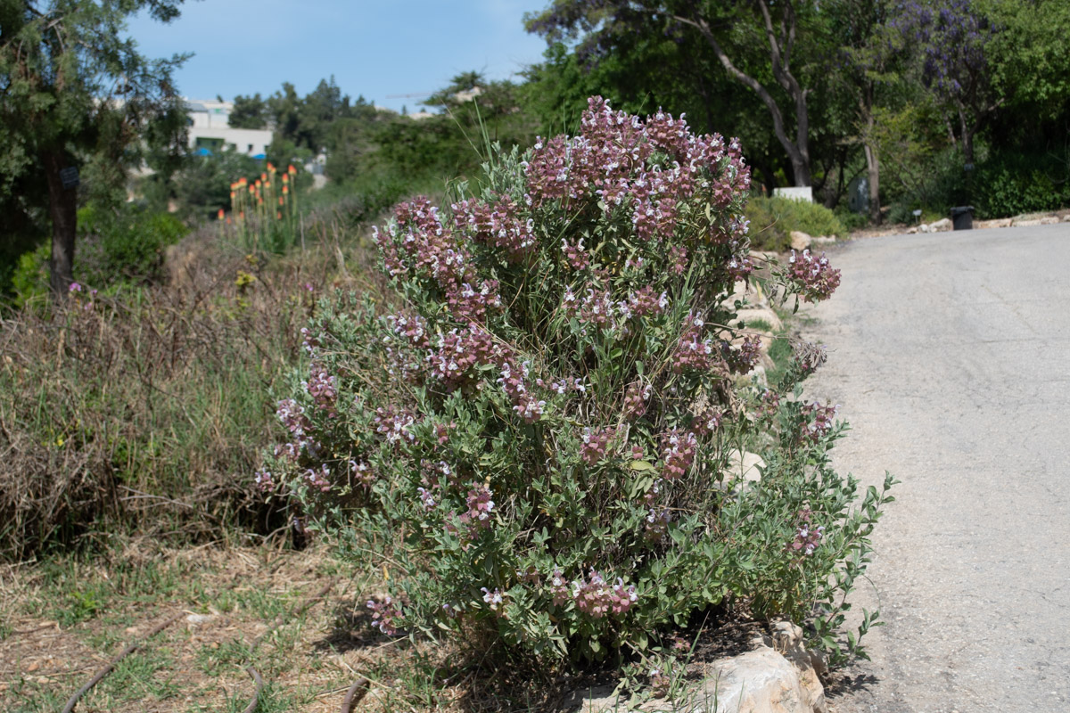 Image of Salvia dolomitica specimen.