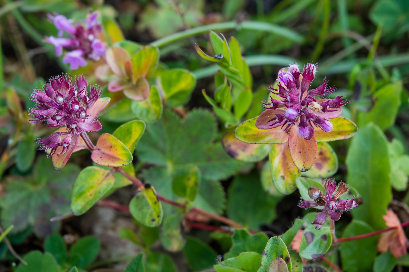 Изображение особи Thymus nummularius.