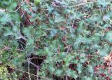 Quercus coccifera