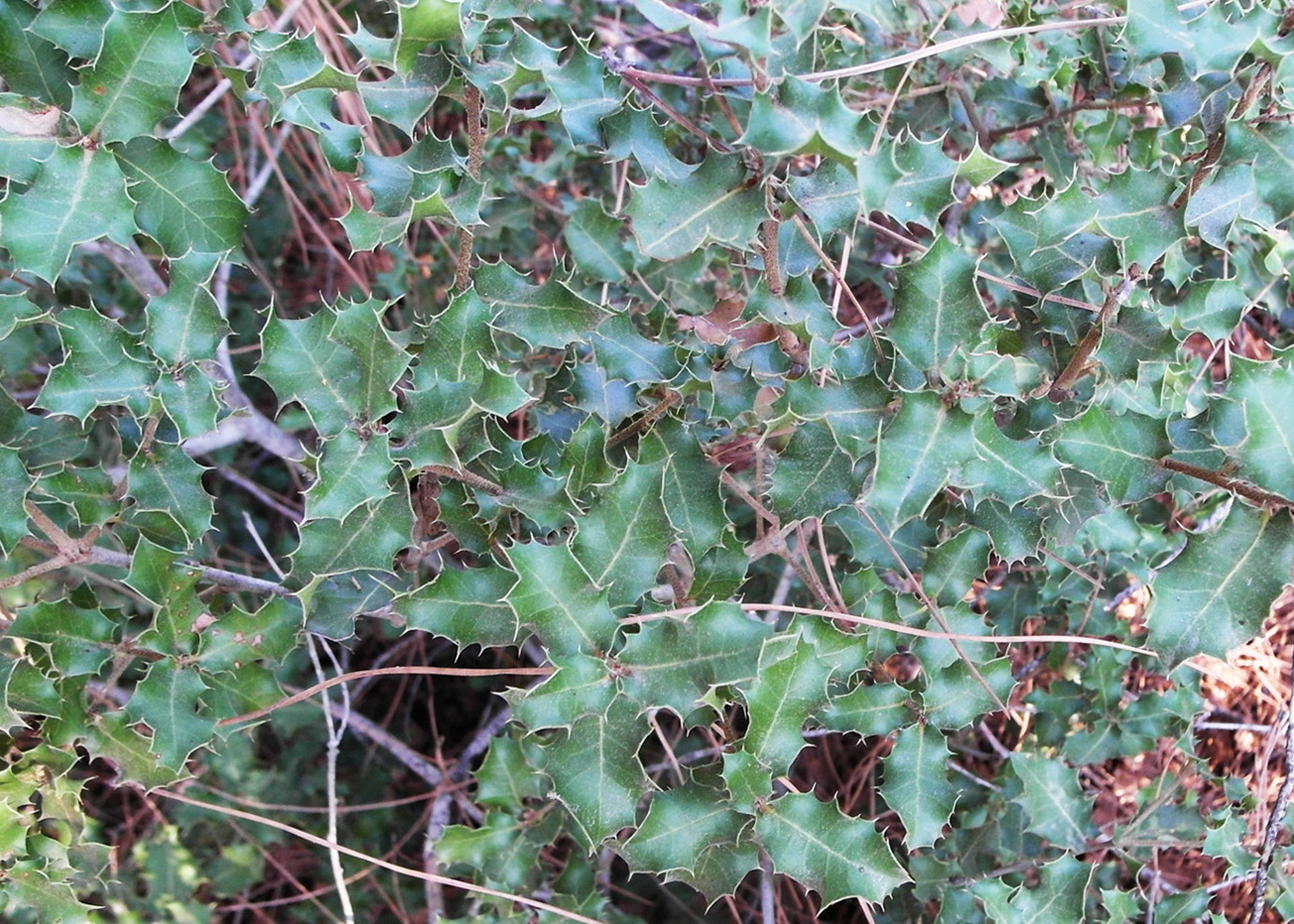 Изображение особи Quercus coccifera.