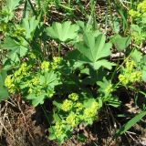 genus Alchemilla. Цветущее растение. Полярный Урал, верховье р. Харуты, кустарничковая тундра. 11.07.2007.