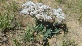 Goniolimon eximium