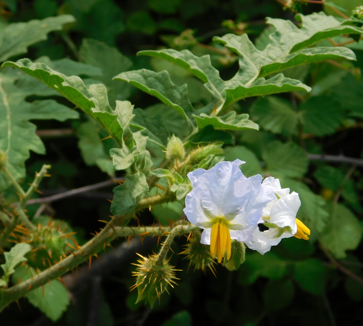 Image of Solanum carolinense specimen.