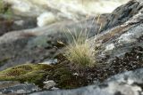 Festuca ovina. Плодоносящее растение на моховой подушке. Мурманская обл., Кольский р-н, долина р. Титовка ниже автодороги А138 Мурманск — Печенга, Мельничные водопады, третий (сверху) водопад, на скале. 02.08.2022.