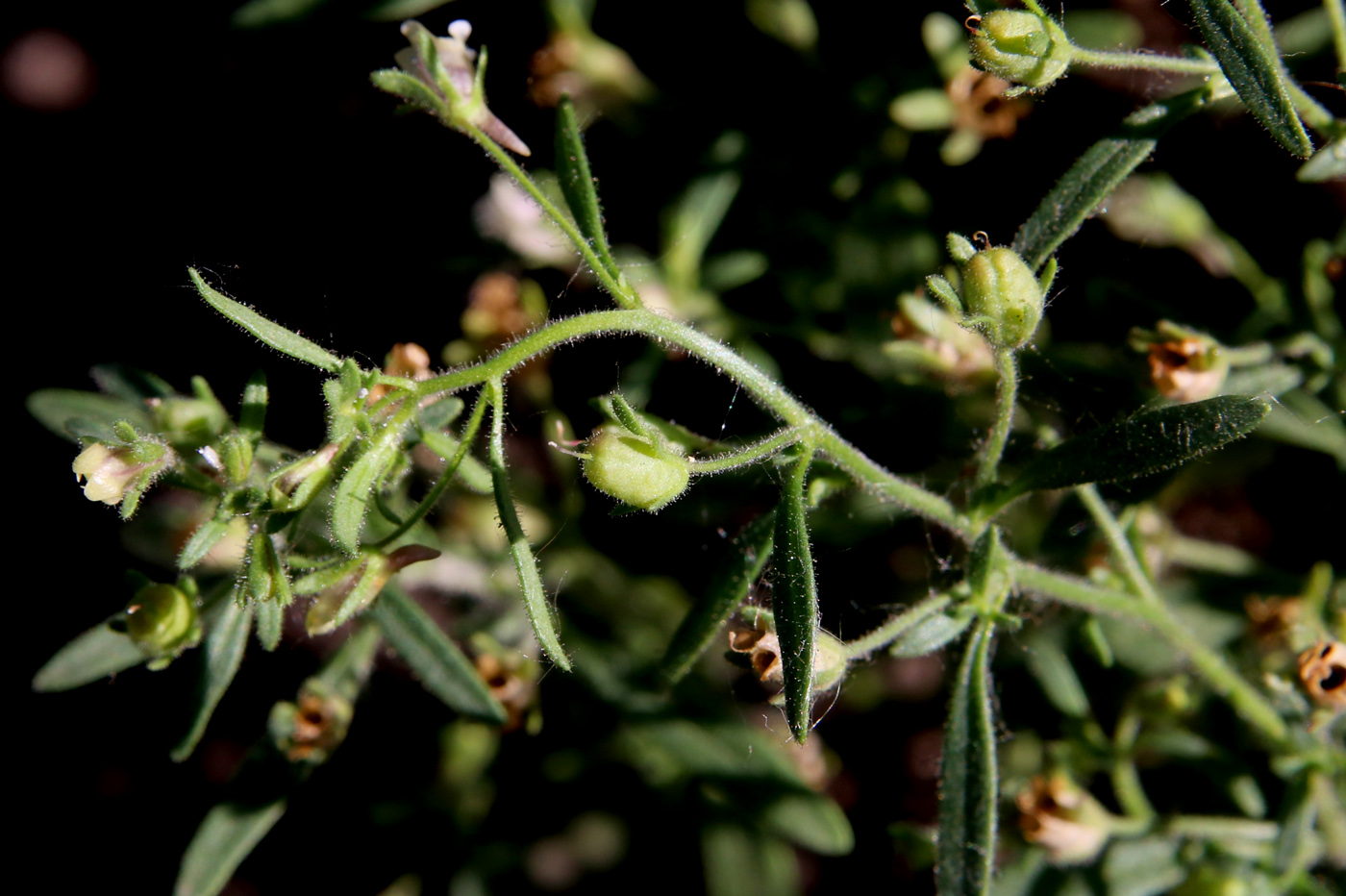 Image of Chaenorhinum minus specimen.