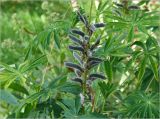 Lupinus polyphyllus