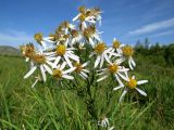 Galatella biflora