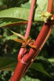 Ricinus communis. Часть стебля с основанием листа, молодым пазушным побегом и мужским соцветием с цветками и бутонами. Санкт-Петербург, Кировский р-н, газон у жилого дома. 10.09.2022.