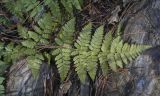 Dryopteris carthusiana. Перезимовавшая вайя (вид на абаксиальную поверхность). Пермский край, Оханский р-н, Тулумбаихинское сельское поселение, Кунчурихинский бор, сосновый бор. 30.04.2022.