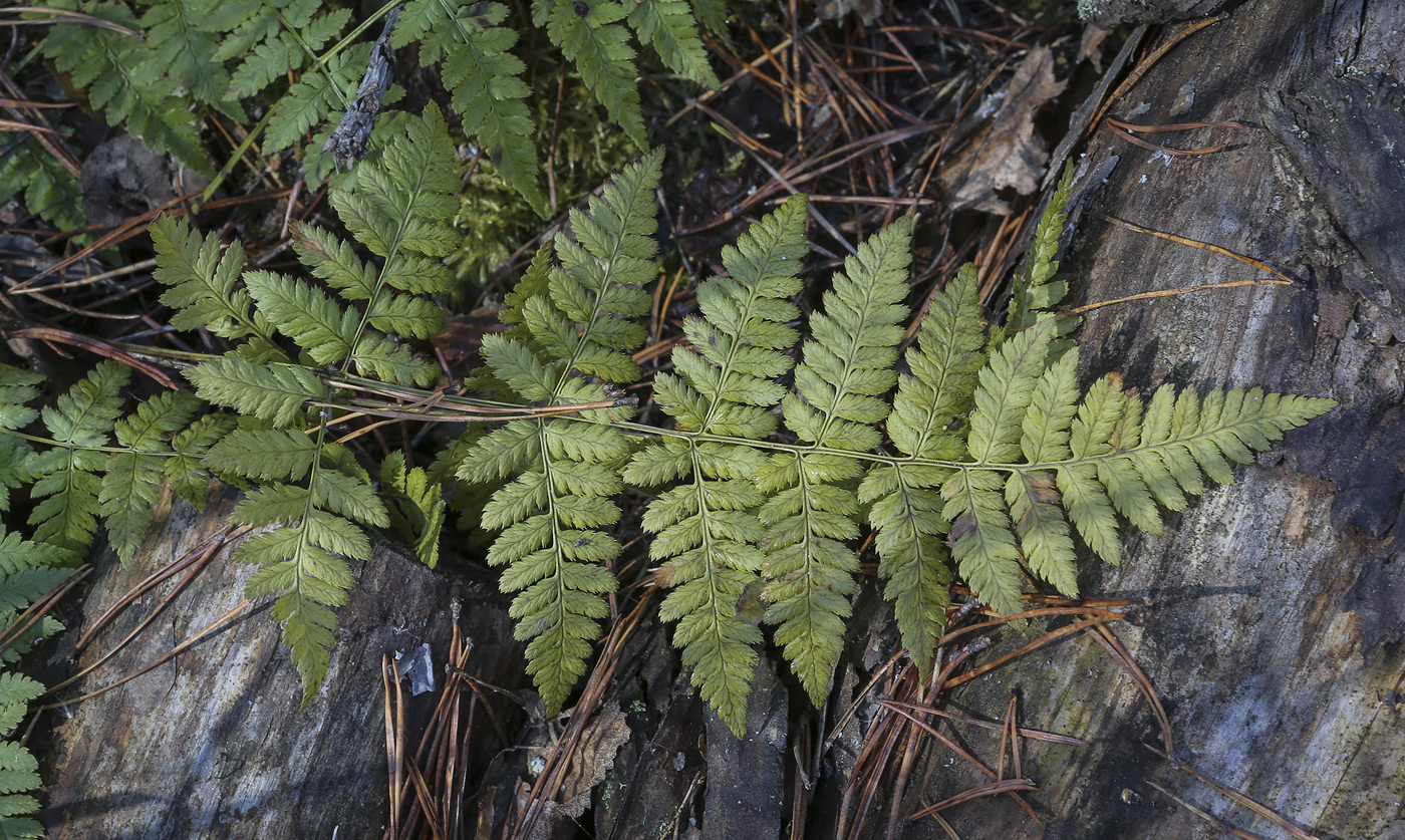 Image of Dryopteris carthusiana specimen.