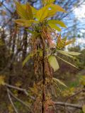 Acer negundo