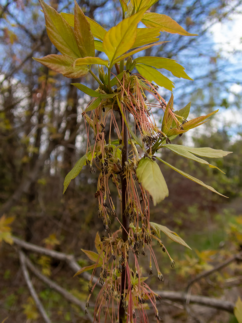 Image of Acer negundo specimen.