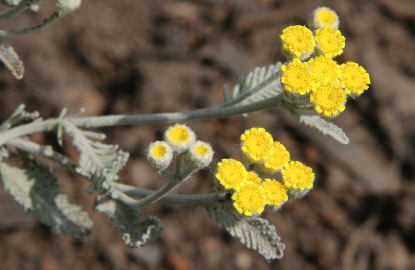 Image of Tanacetum haradjanii specimen.