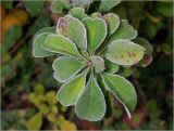 Chaenomeles japonica