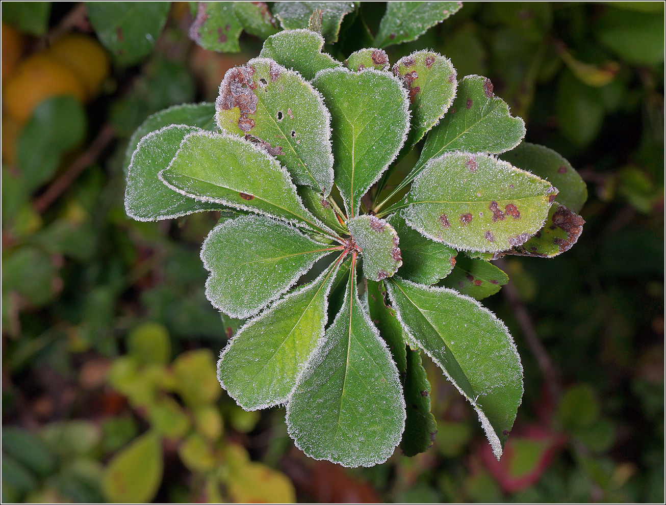 Image of Chaenomeles japonica specimen.