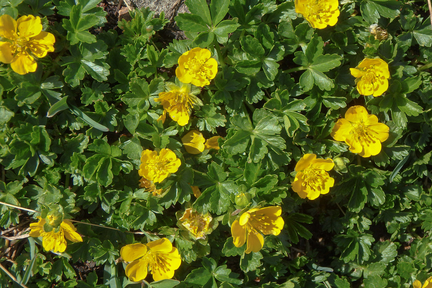 Изображение особи Potentilla ruprechtii.