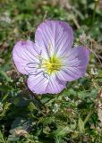 Oenothera speciosa