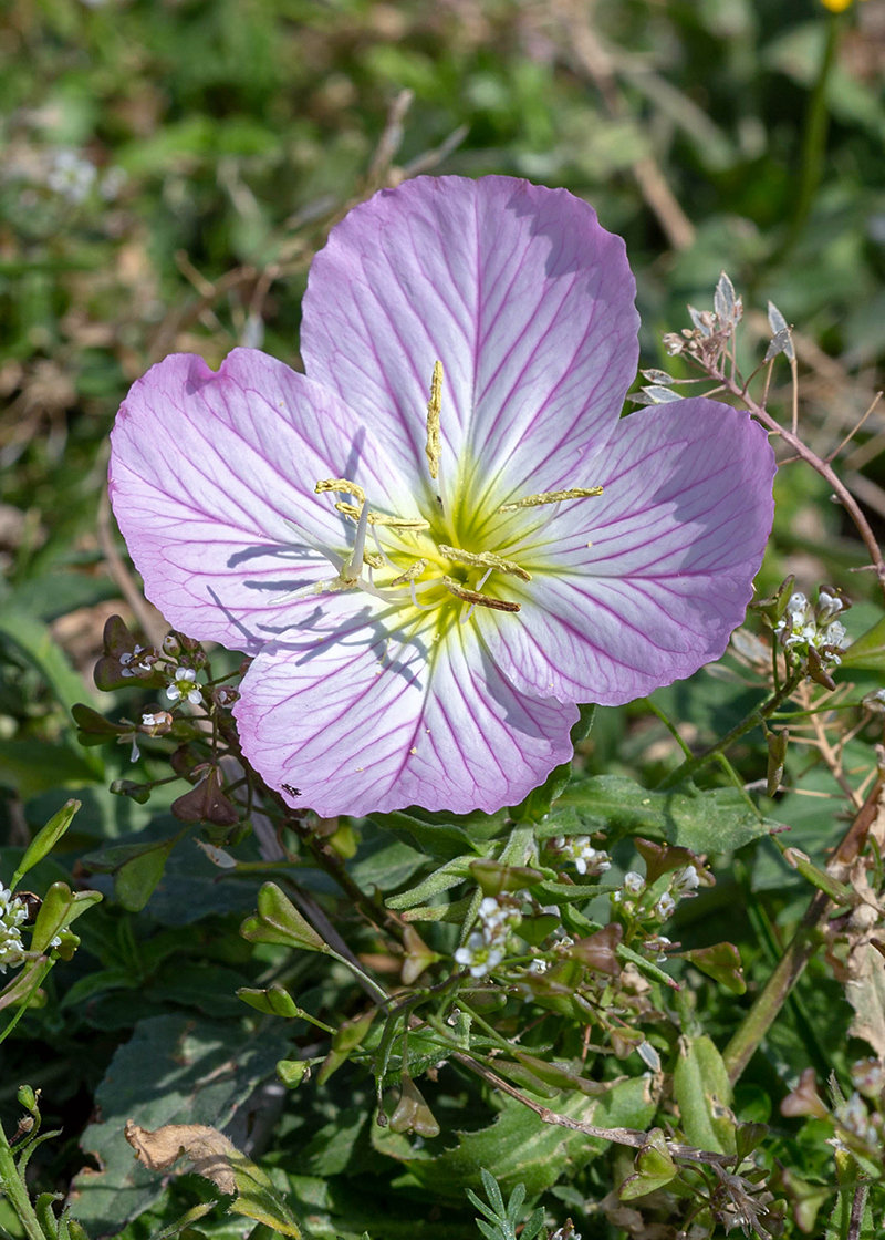 Изображение особи Oenothera speciosa.