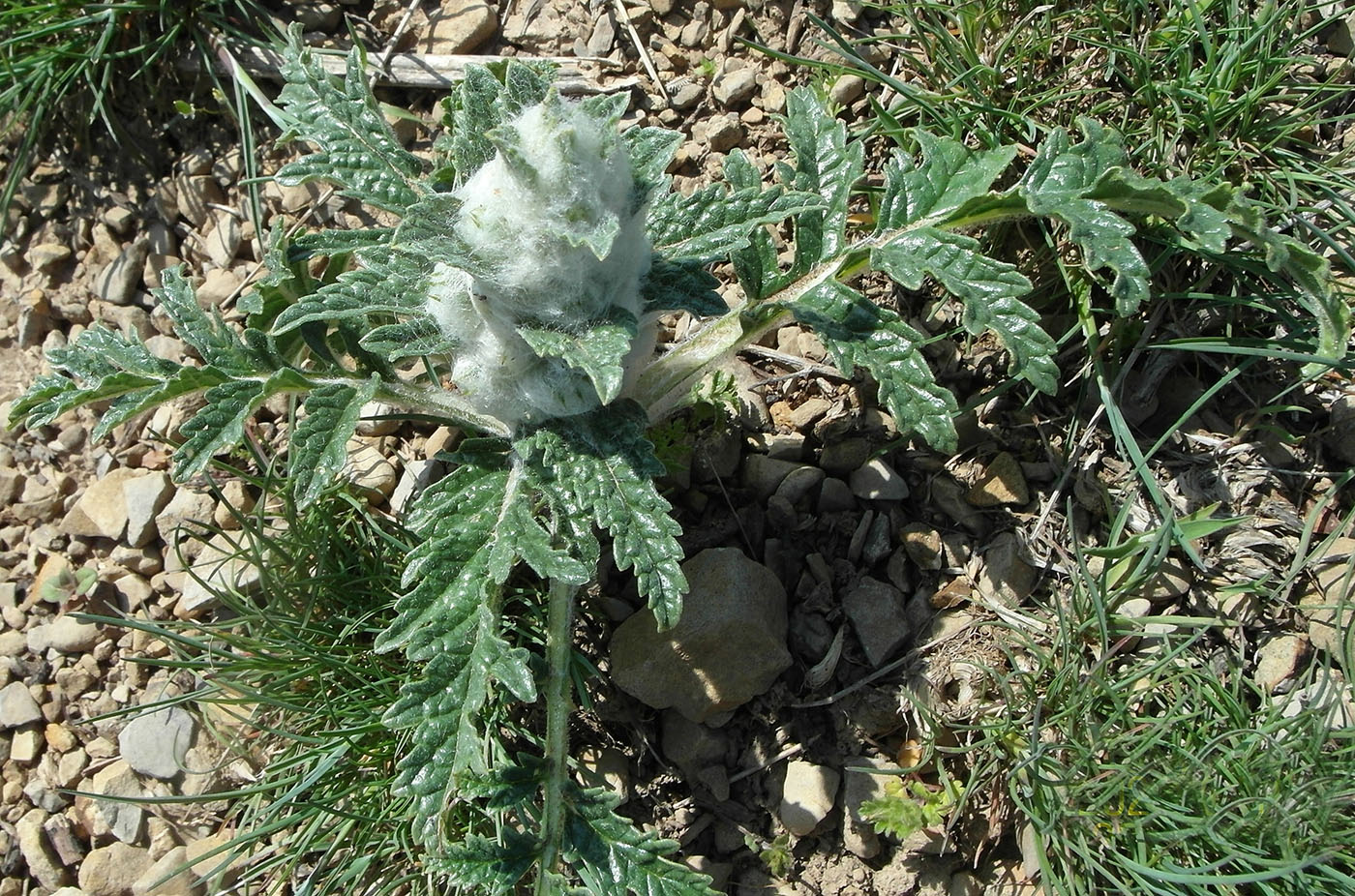 Изображение особи Phlomoides speciosa.