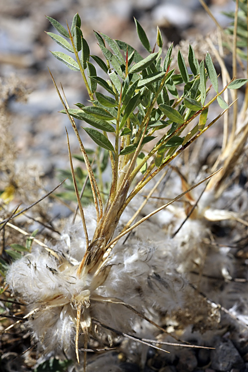 Image of Astragalus pterocephalus specimen.