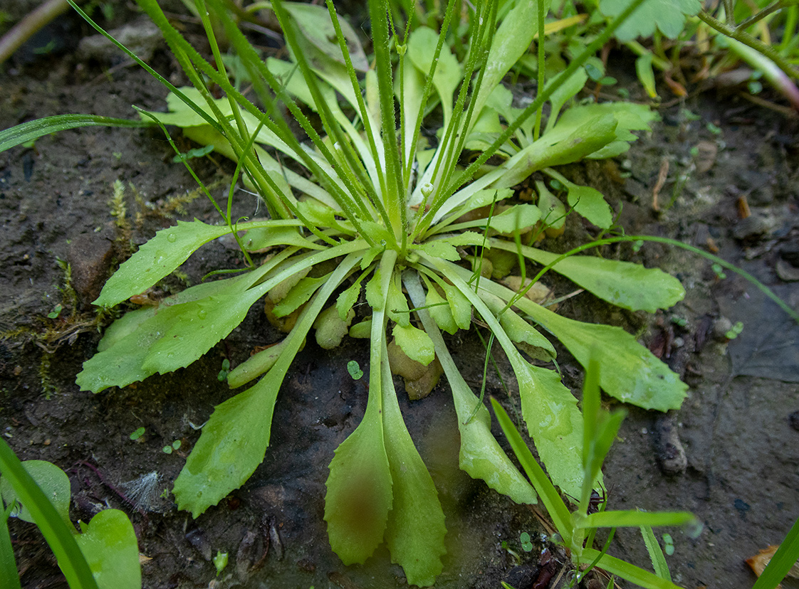 Изображение особи Androsace filiformis.