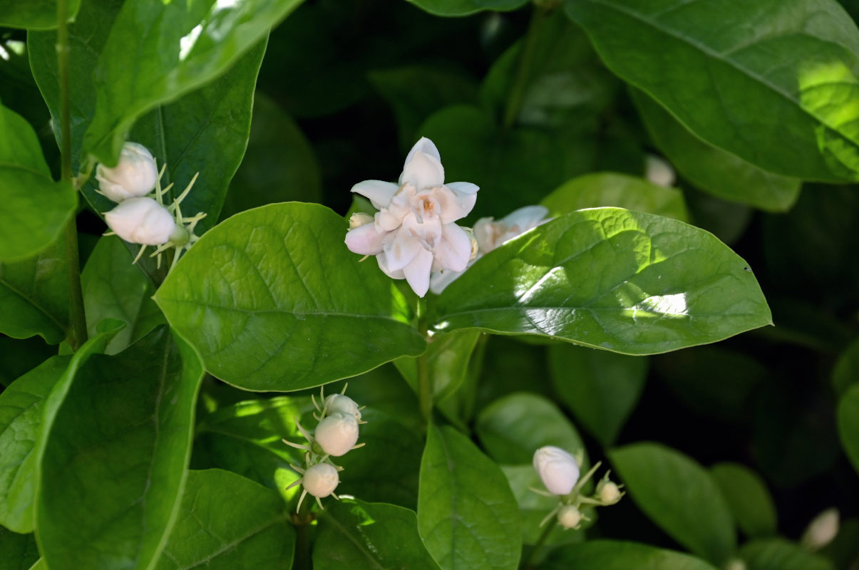 Изображение особи Jasminum sambac.