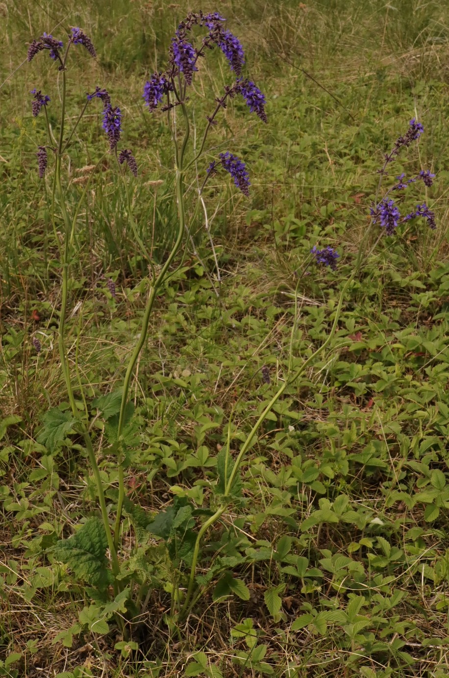 Изображение особи Salvia nutans.