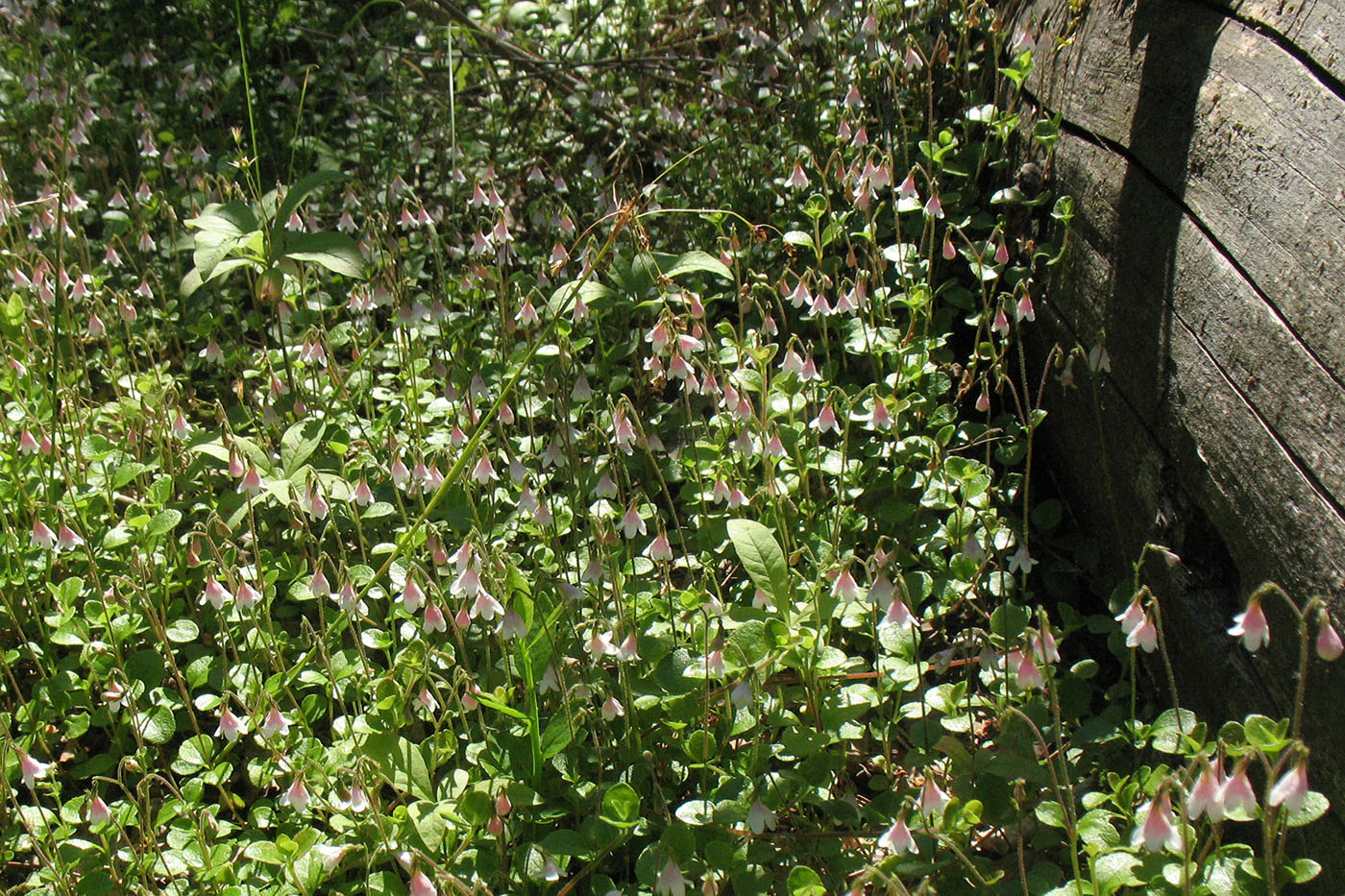 Image of Linnaea borealis specimen.