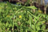 Polygonatum multiflorum