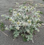 Eryngium maritimum