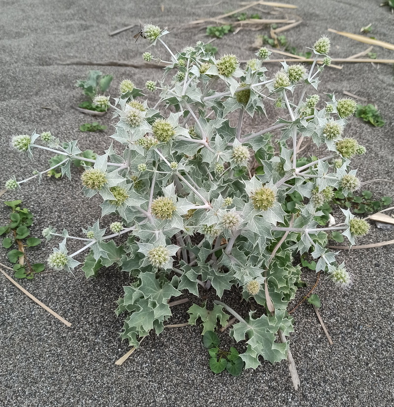 Image of Eryngium maritimum specimen.