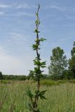 Aconitum sczukinii