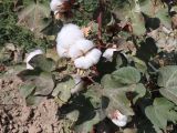 Gossypium hirsutum