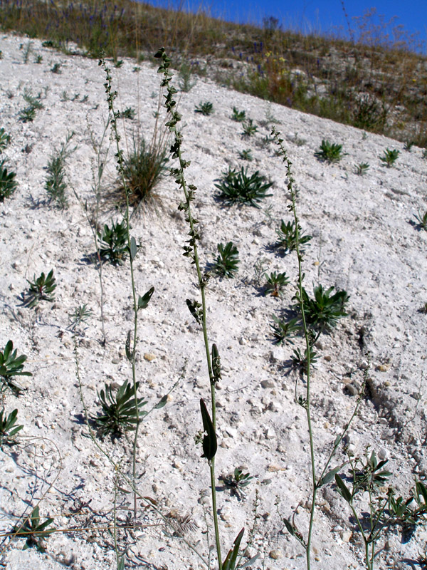 Image of Atriplex oblongifolia specimen.