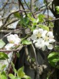 Malus domestica