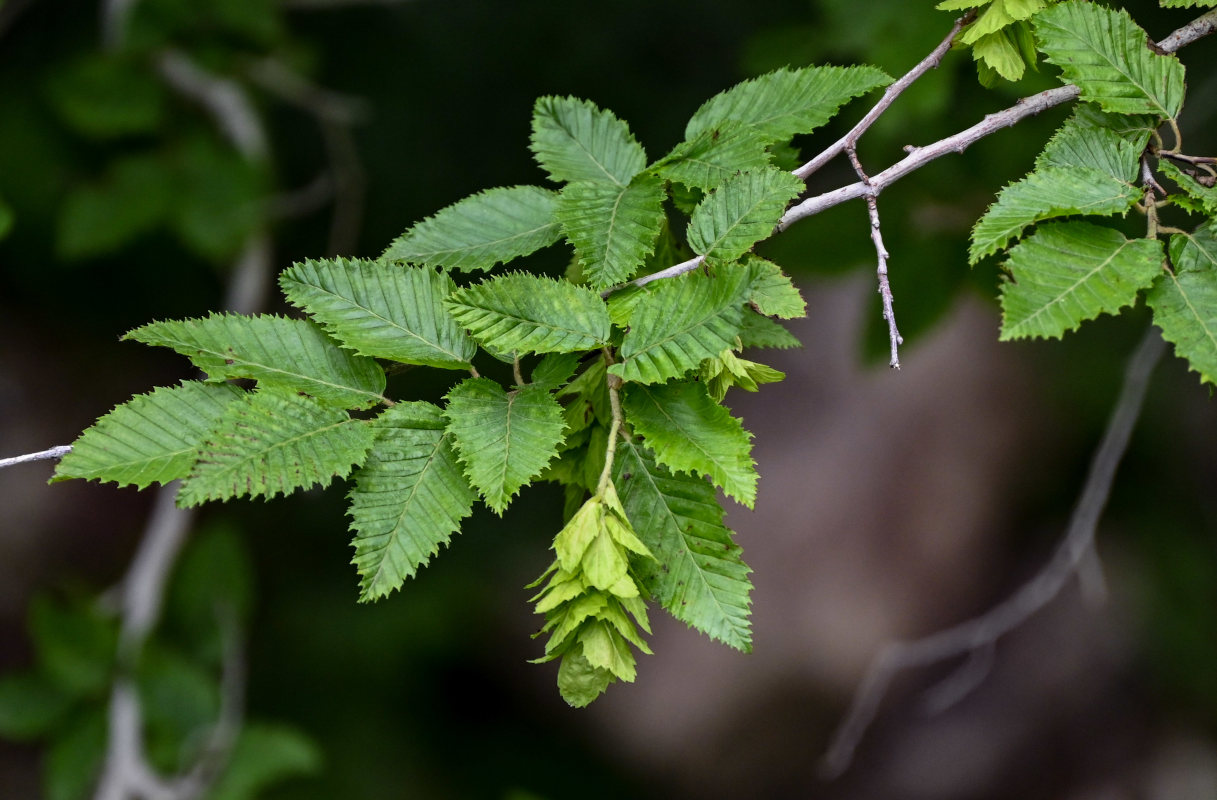 Image of Carpinus orientalis specimen.
