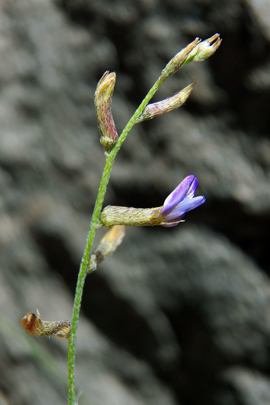 Изображение особи Astragalus schachdarinus.