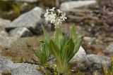 Primula bayernii. Цветущее и вегетирующее растения. Карачаево-Черкесия, Карачаевский р-н, Большой Кавказ, долина р. Кичкинекол (Узункольский), морена ледника Большой Кичкинекол, ≈ 2350 м н.у.м., среди камней. 21.07.2023.