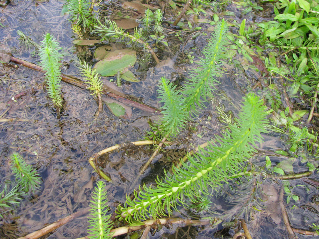 Изображение особи Hippuris vulgaris.