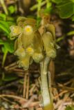 Hypopitys monotropa