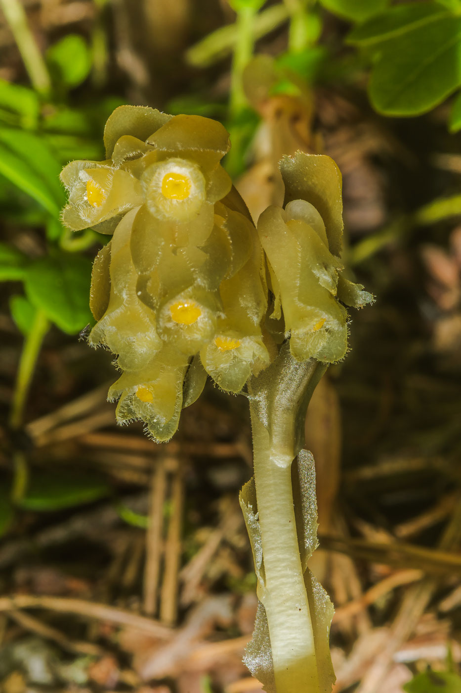 Image of Hypopitys monotropa specimen.