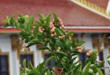 Carissa carandas. Ветвь с соплодиями. Таиланд, Бангкок, Донмыанг, окр. храма Wat Phra Chetuphon, в культуре. 10.09.2023.