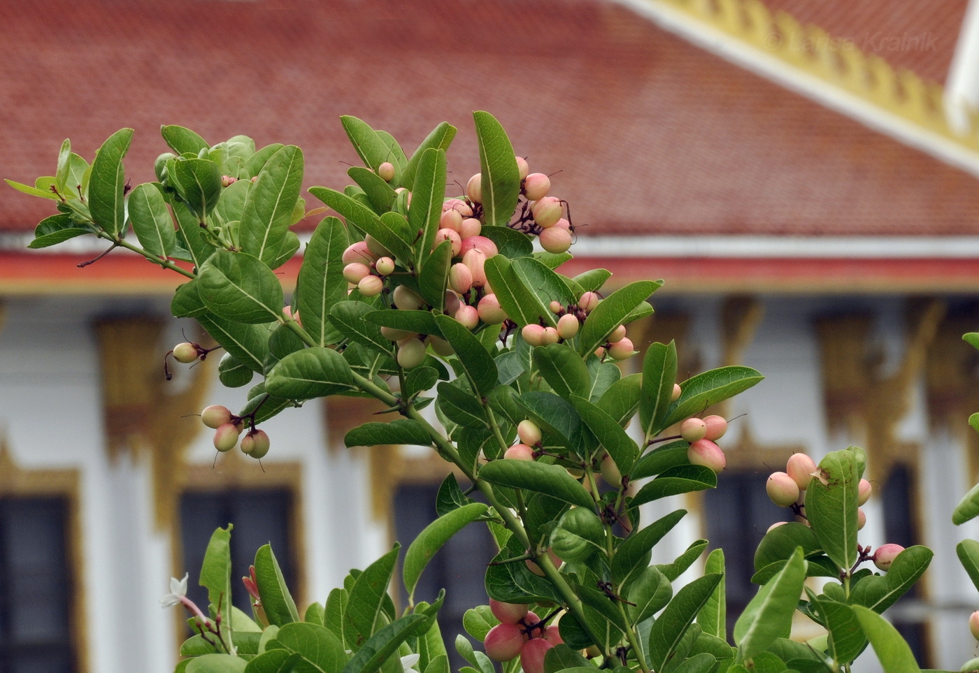 Image of Carissa carandas specimen.