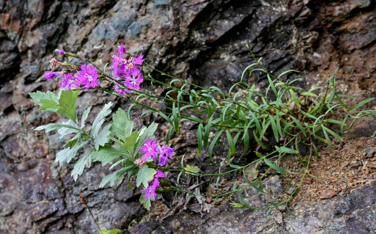 Изображение особи Dianthus superbus.