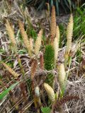 Equisetum telmateia