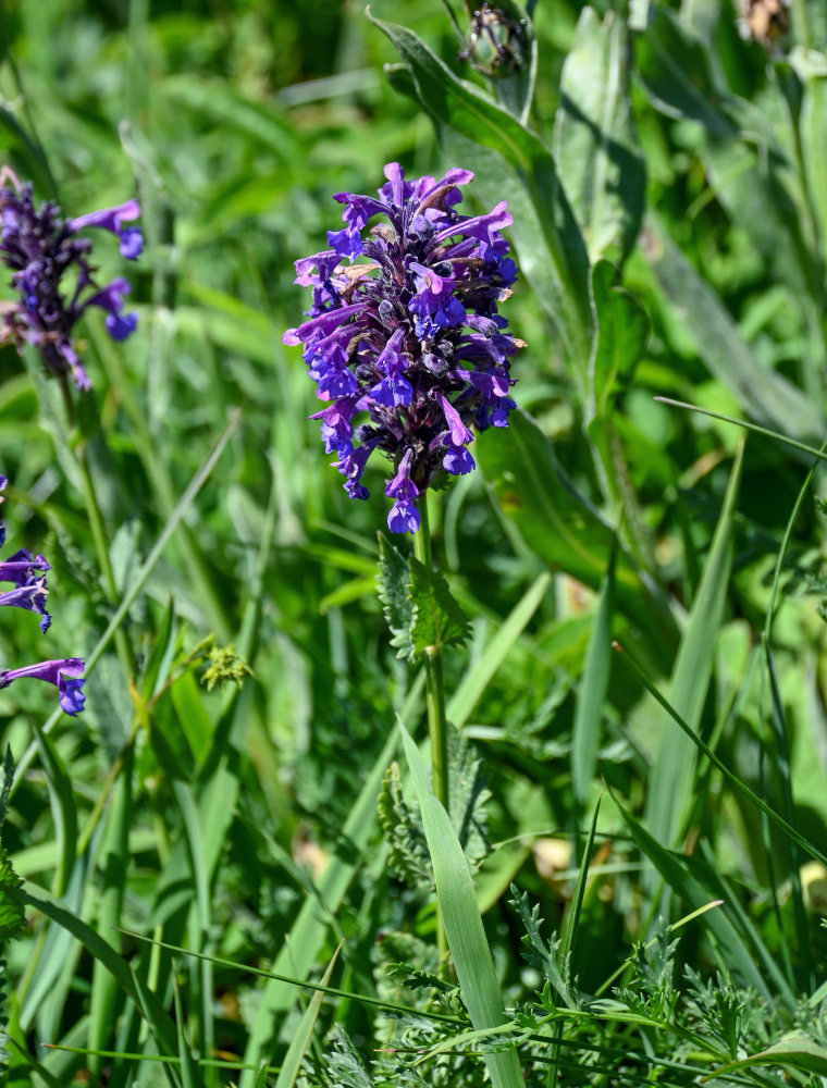 Image of Nepeta strictifolia specimen.